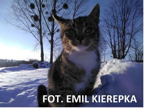 FOT. EMIL KIEREPKA